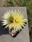 Preview: Coryphantha echinus